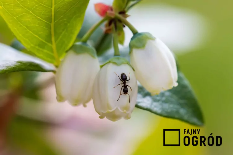 Borówka wysoka 'Chandler'