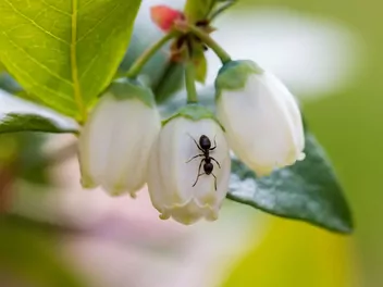 Borówka wysoka 'Chandler' - zdjęcie 4