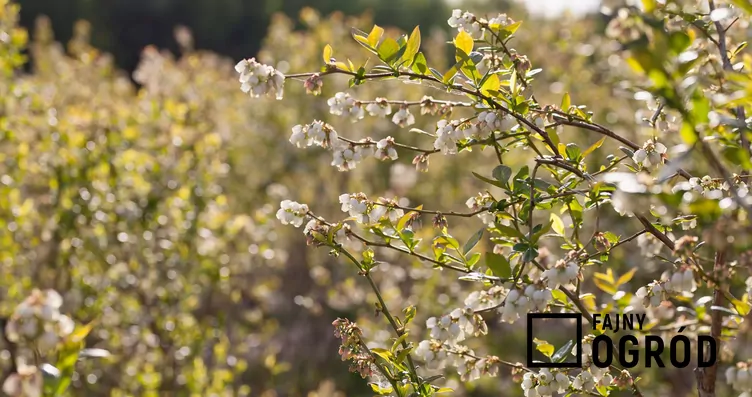 Borówka wysoka 'Chandler' - zdjęcie 5