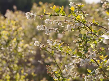 Borówka wysoka 'Chandler' - zdjęcie 5
