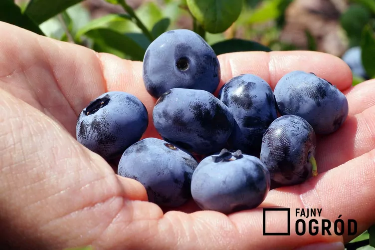 Borówka wysoka 'Chandler'