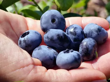 Ilustracja rośliny borówka wysoka 'chandler'