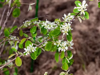 Świdośliwa olcholistna - zdjęcie 3