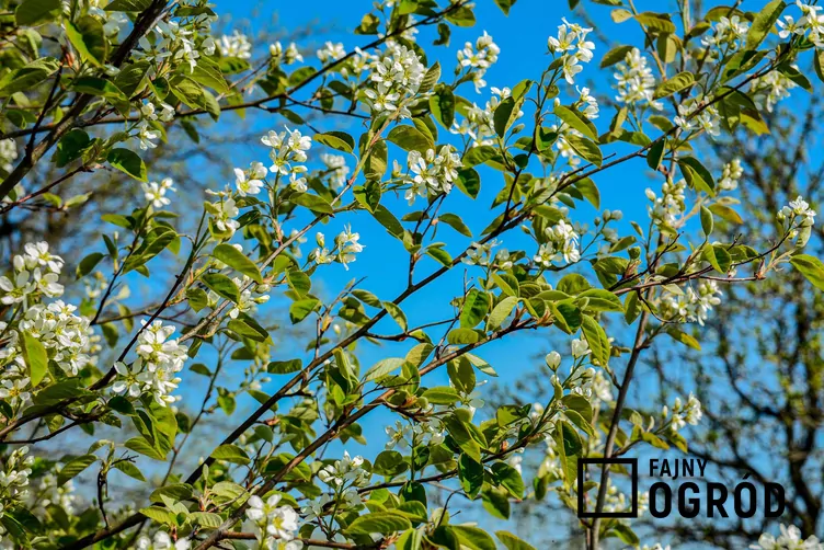 Świdośliwa olcholistna