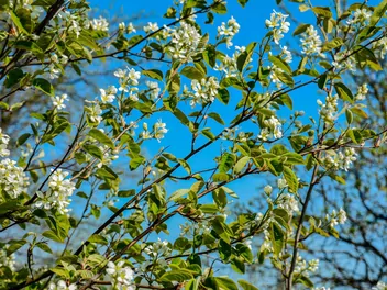 Świdośliwa olcholistna - zdjęcie 4