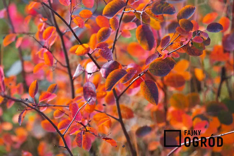 Świdośliwa olcholistna - zdjęcie 5