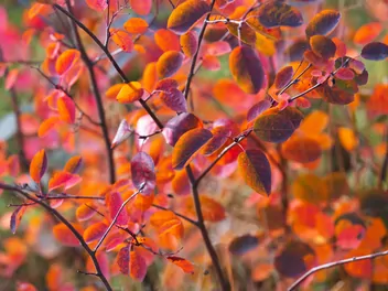 Świdośliwa olcholistna - zdjęcie 5