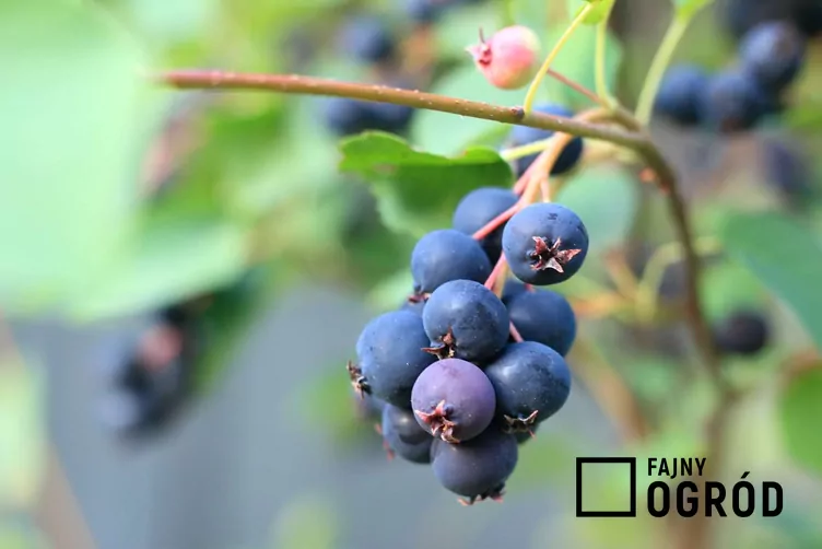 Świdośliwa olcholistna