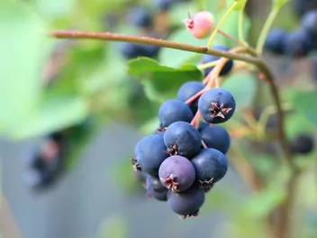 Ilustracja rośliny świdośliwa olcholistna