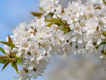 Czereśnia 'Rivan' - zdjęcie 2