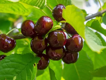 Czereśnia 'Rivan' - zdjęcie 3