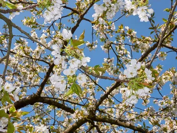 Czereśnia 'Rivan' - zdjęcie 4