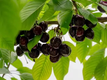 Zdjęcie ilustrujące czereśnia 'rivan'