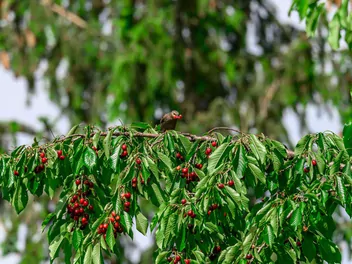 Czereśnia 'Van' - zdjęcie 3