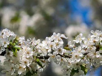 Czereśnia 'Van' - zdjęcie 4