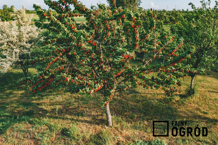 Czereśnia 'Van' - zdjęcie 5