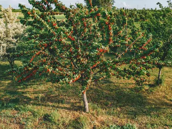 Czereśnia 'Van' - zdjęcie 5