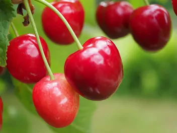 Zdjęcie ilustrujące czereśnia 'van'