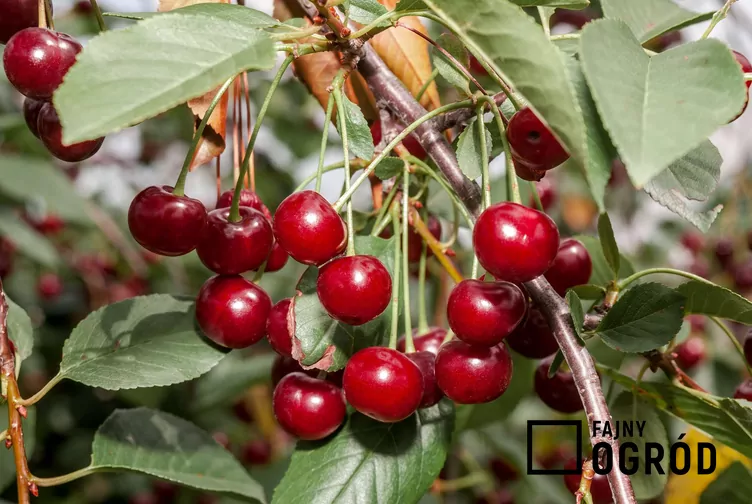 Wiśnia 'Kelleris 16'