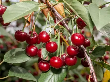 Ilustracja rośliny wiśnia 'kelleris 16'