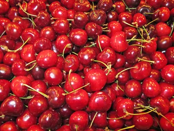 Wiśnia 'Kelleris 16' - zdjęcie 2