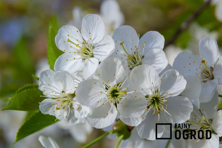 Wiśnia 'Kelleris 16'