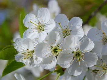 Wiśnia 'Kelleris 16' - zdjęcie 3