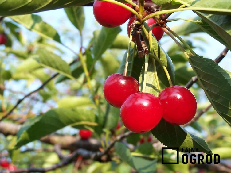 Wiśnia 'Kelleris 16'