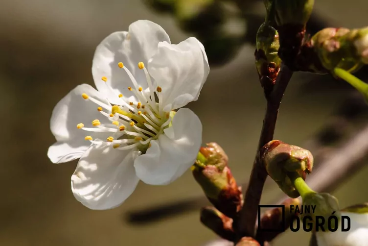 Wiśnia 'Kelleris 16' - zdjęcie 5