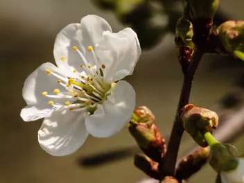 Wiśnia 'Kelleris 16' - zdjęcie 5