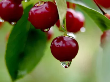 Zdjęcie ilustrujące wiśnia 'sabina'