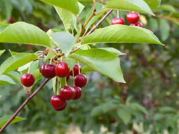 Wiśnia 'Sabina' - zdjęcie 2