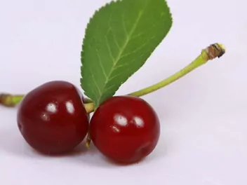 Wiśnia 'Sabina' - zdjęcie 3