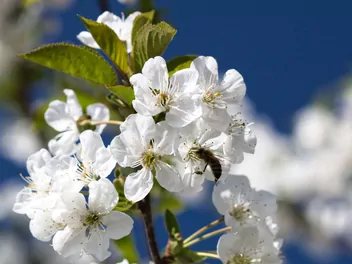 Wiśnia 'Sabina' - zdjęcie 4