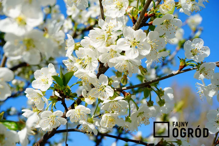 Wiśnia 'Sabina' - zdjęcie 5