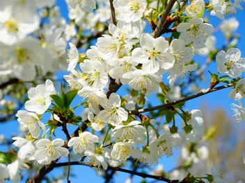 Wiśnia 'Sabina' - zdjęcie 5