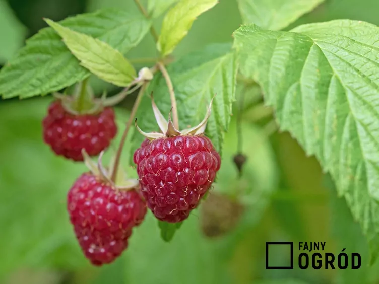 Malina właściwa 'Polesie'