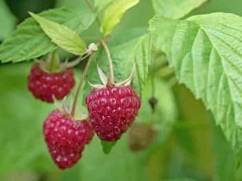 Ilustracja rośliny malina właściwa 'polesie'