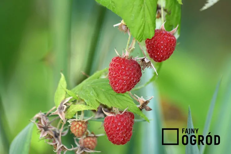 Malina właściwa 'Polesie'