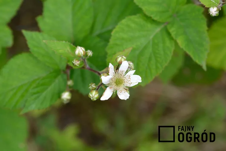 Malina właściwa 'Polesie'