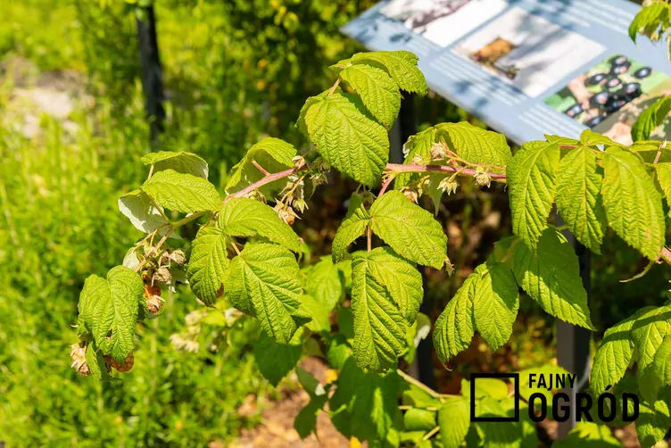 Malina właściwa 'Polesie' - zdjęcie 5