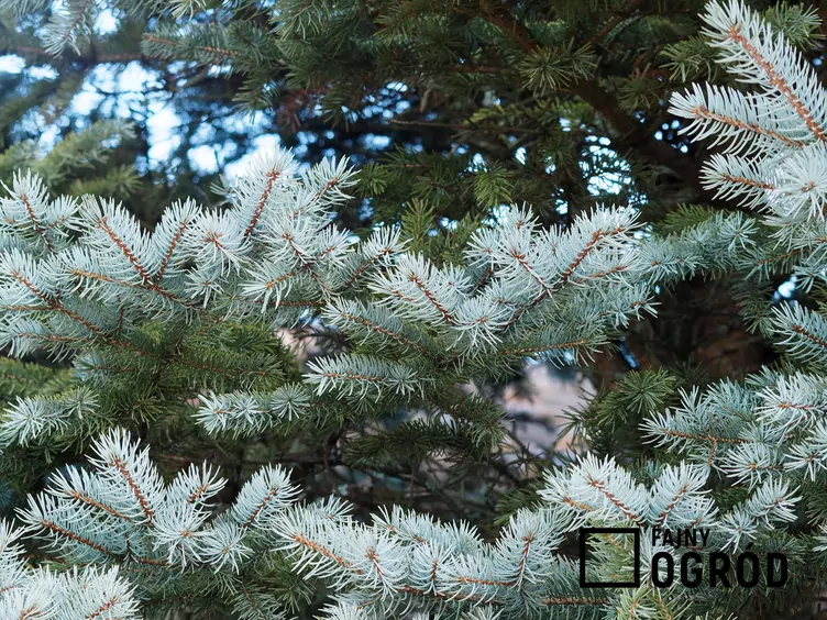Świerk kłujący 'Blue Mountain'