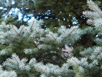 Ilustracja rośliny świerk kłujący 'blue mountain'