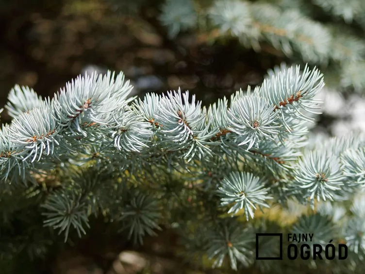 Świerk kłujący niebieski