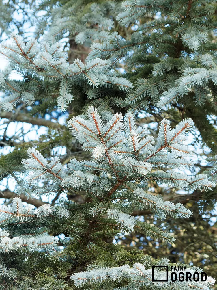 Świerk kłujący 'Blue Mountain'