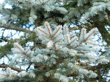 Świerk kłujący 'Blue Mountain' - zdjęcie 3