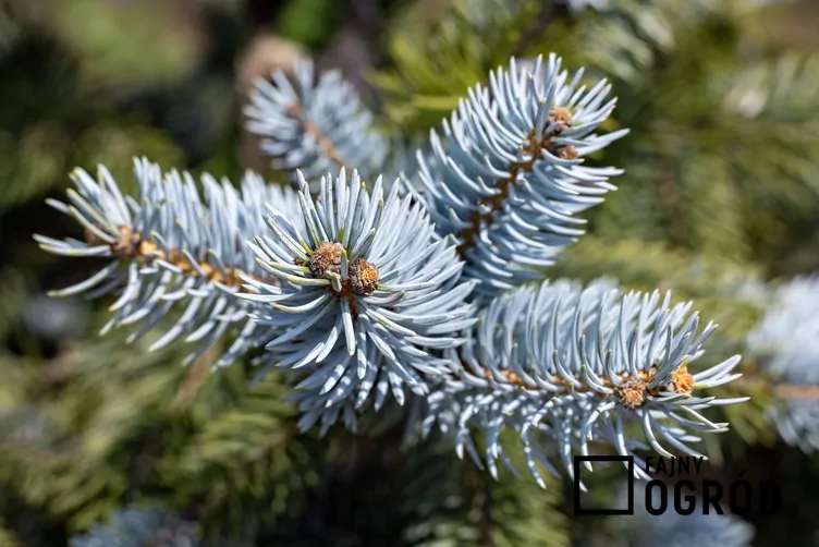 Świerk kłujący 'Blue Mountain'