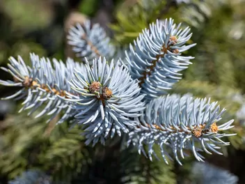 Świerk kłujący 'Blue Mountain' - zdjęcie 4