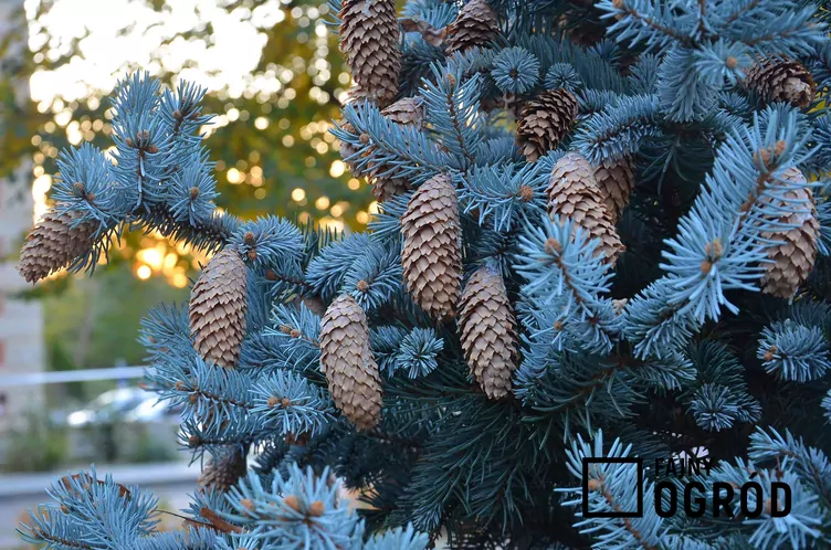 Świerk kłujący 'Blue Mountain' - zdjęcie 5