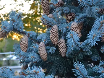 Świerk kłujący 'Blue Mountain' - zdjęcie 5